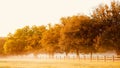 Live Oaks in Morning Mist - South Carolina Royalty Free Stock Photo