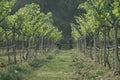 Live-painting fields of vineyards in the mountains of Thailand