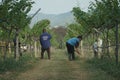 Live-painting fields of vineyards in the mountains of Thailand