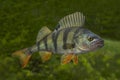 Live perch fish isolated on natural green background Royalty Free Stock Photo