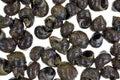 Live periwinkles