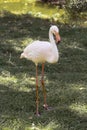 Live pink flamingos standing on the ground, looking ahead. Flamingo at the zoo on a summer day Royalty Free Stock Photo