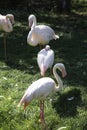 Live pink flamingos standing on the ground, looking ahead. Flamingo at the zoo on a summer day Royalty Free Stock Photo