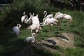 Live pink flamingos standing on the ground, looking ahead. Flamingo at the zoo on a summer day Royalty Free Stock Photo