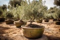 Live it from a plantation of olive trees, ready for transplanting into the olive grove.