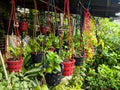 Live plants hanging in plastic pots in nursery garden. Sale of plants, trees and flowers. Variety of plants, trees and flowers