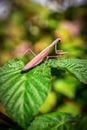 Live predator mantis on the plant Royalty Free Stock Photo