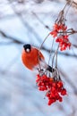 Bullfinch eats ripe viburnum rowan