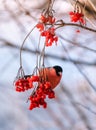 Live bullfinch eats ripe viburnum rowan