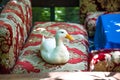 A live real duck rests on a sofa in a restaurant