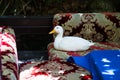A live real duck rests on a sofa in a restaurant