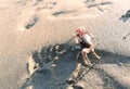 Live red crab with claws runs along the sandy shore of the blue sea under the rays of the summer tropical sun in Thailand