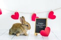 Live red rabbit. Card with an animal for Valentine`s Day. Cute little Bunny close-up on a white background with hearts