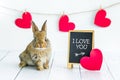 Live red rabbit. Card with an animal for Valentine`s Day. Cute little Bunny close-up on a white background with hearts