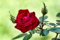 Live Red Rose Flower Rosaceae Rosoideae Rosa and Rosebuds for Valentines Day