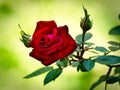 Live Red Rose Rosaceae Rosoideae Rosa Flower and Rosebuds for Valentines Day