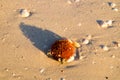 Live red sea urchin with sharp spines close up