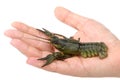 Live river crayfish in hand