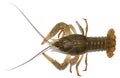 Live river crayfish