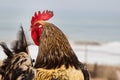 Live rooster on the background of the ocean and sky
