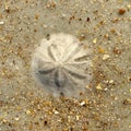 A Live Sand Dollar on the Beach Royalty Free Stock Photo