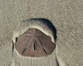 Live Sand Dollar on a Georgia beach Royalty Free Stock Photo