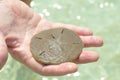 Live sand dollar