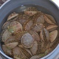 Freshly harvested bay scallops Royalty Free Stock Photo