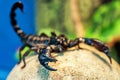 Live scorpion claws Royalty Free Stock Photo