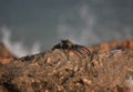 Amazing Close Up of a Live Sea Crab on Rocks