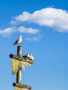 Live Sea Gull perched on top of pole beside sculpture of three humorous wooden carved seagulls with blue sky