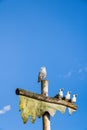 Live Sea Gull perched on top of pole beside sculpture of three humorous wooden carved seagulls with blue sky