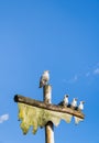 Live Sea Gull perched on top of pole beside sculpture of three humorous wooden carved seagulls with blue sky