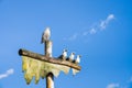 Sea Gull perched on top of pole beside sculpture of three carved fake seagulls