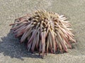 Live sea urchin on beach