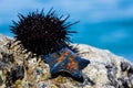 Live sea urchin and star sky