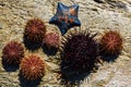 Live sea urchins and star