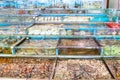 Live Seafood Market in Sai Kung, Hong Kong Royalty Free Stock Photo