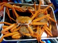 Live seafood in a Tokyo restaurant.Characteristic image of the cosmolite city of Tokyo, Japan 2016 Royalty Free Stock Photo