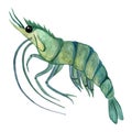 Live shrimp watercolor illustration isolated on white background. Seafood sketch, king or tiger prawn. Sea animal in a shell Royalty Free Stock Photo