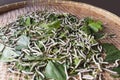 Live Silkworms in basket