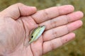 Live Small fish in protecting hand Royalty Free Stock Photo