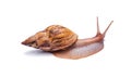 Live snail achatina isolated on white background Royalty Free Stock Photo