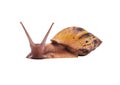 Live snail achatina isolated on white background, looking at the camera Royalty Free Stock Photo