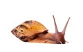 Live snail achatina isolated on white background, side view Royalty Free Stock Photo