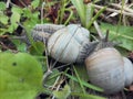 live snail in the middle of grass