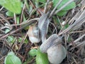 live snail in the middle of grass