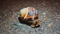 Live snail on the road.