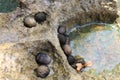 Live snail and shells amid dead corals at Neil Island Royalty Free Stock Photo