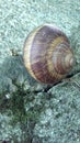 Live snail on the stone